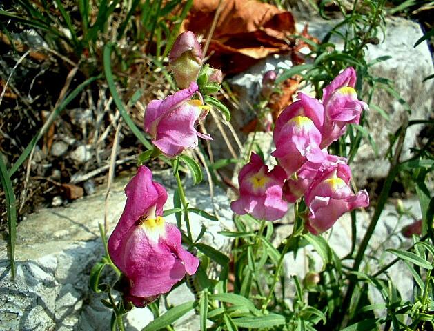 Antirrhinum majus / Bocca di leone comune